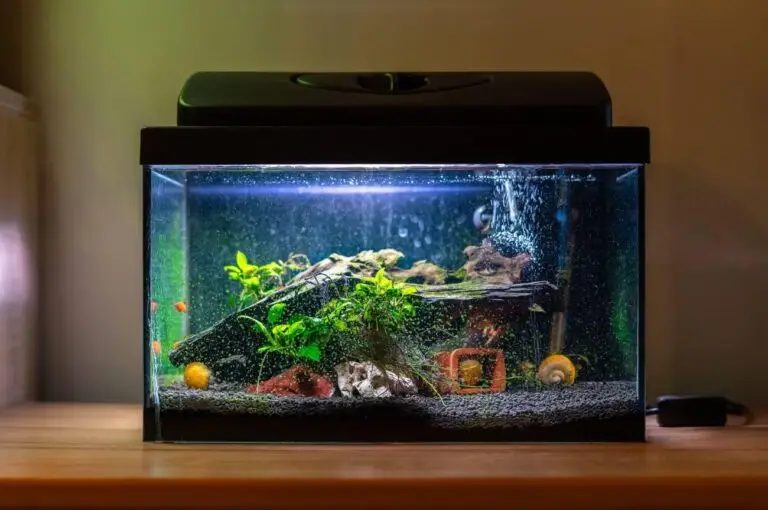 aquascaping for beginners
