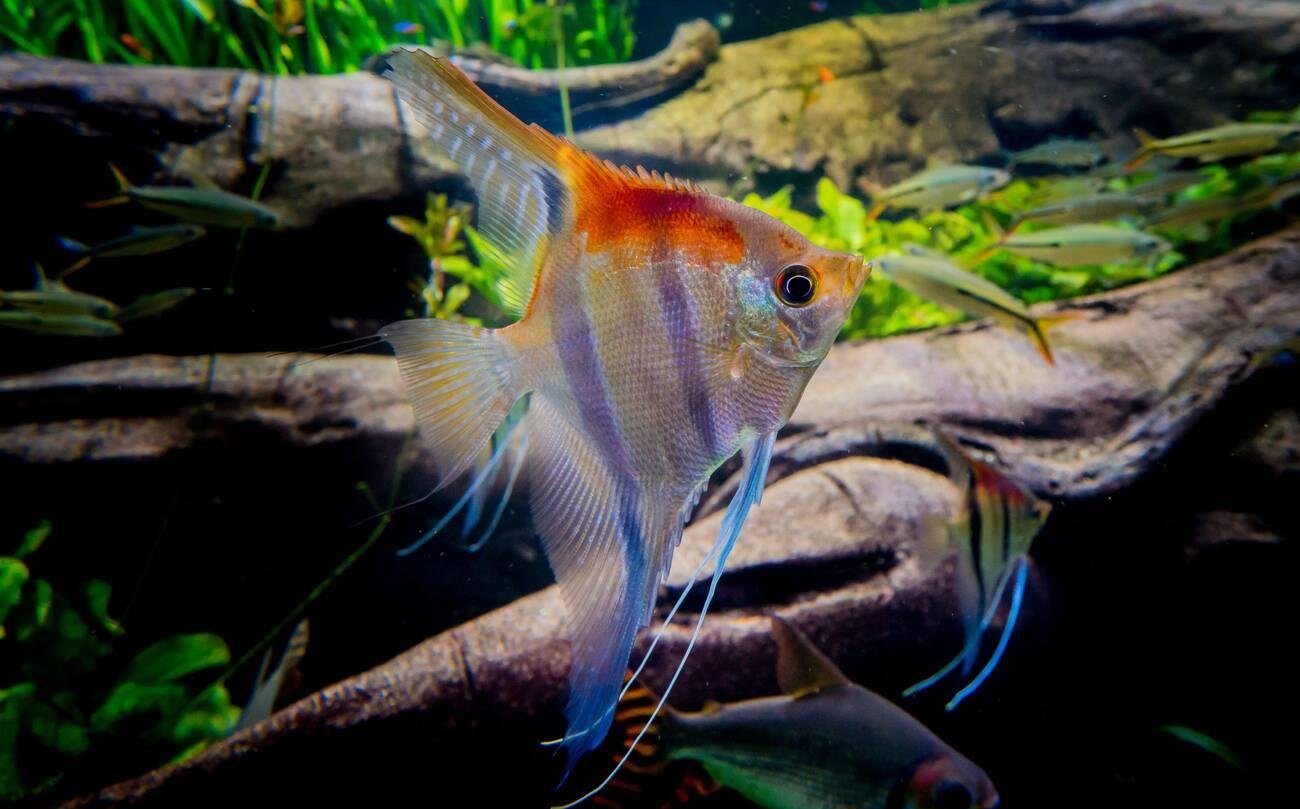 Best Tank Mates for Freshwater Angelfish