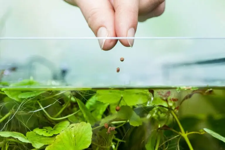 How to Keep a Nano Tank Crystal Clear