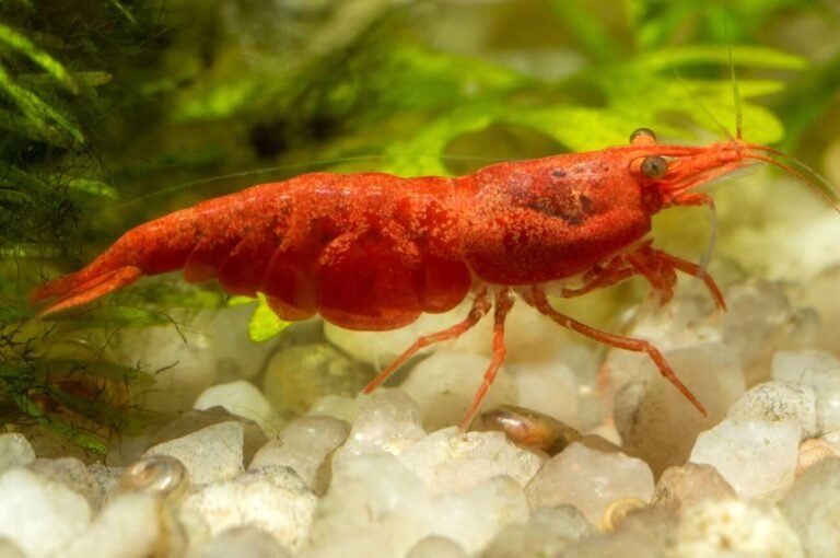 Are Red Cherry Shrimp Easy to Keep? Honest Answer