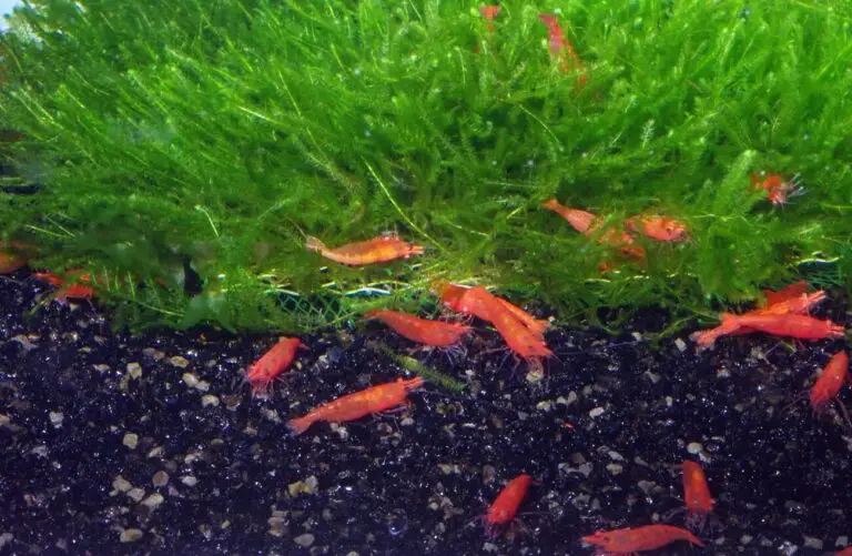 What Are Red Cherry Shrimp? Beginner Guide