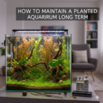 How to Maintain a Planted Aquarium Long Term