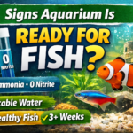 Signs Aquarium Is Ready for Fish ?
