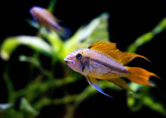 Apistogramma Dwarf Cichlids