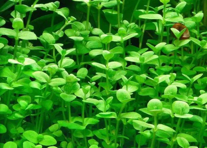Bacopa