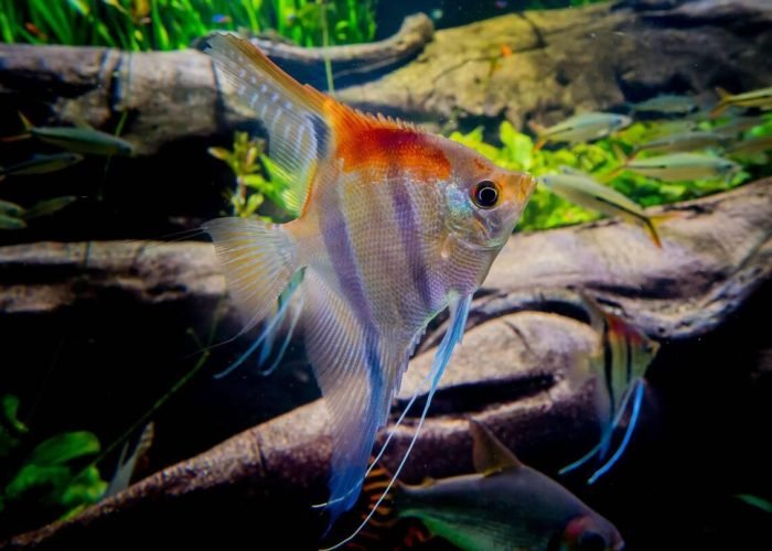 Best Tank Mates for Freshwater Angelfish