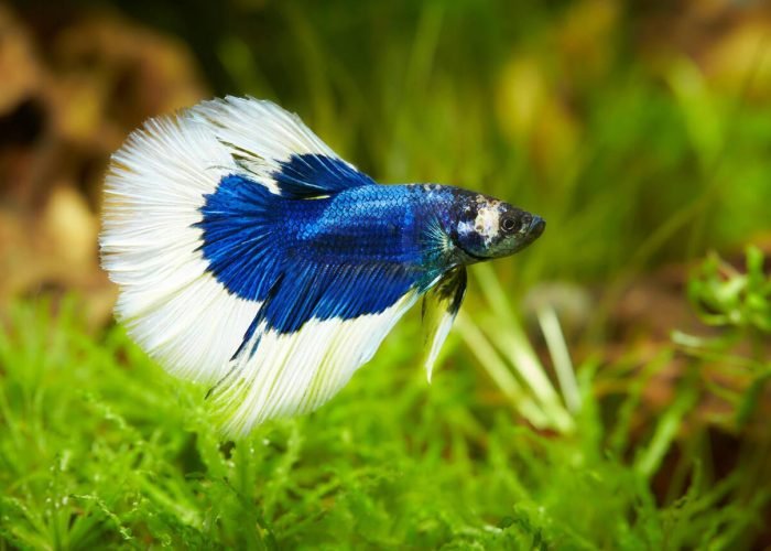 Betta fish Blue-white