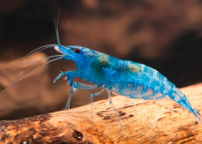 Blue Neocaridina Shrimp