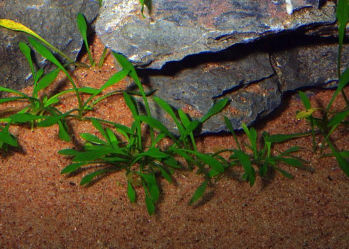Cryptocoryne Parva