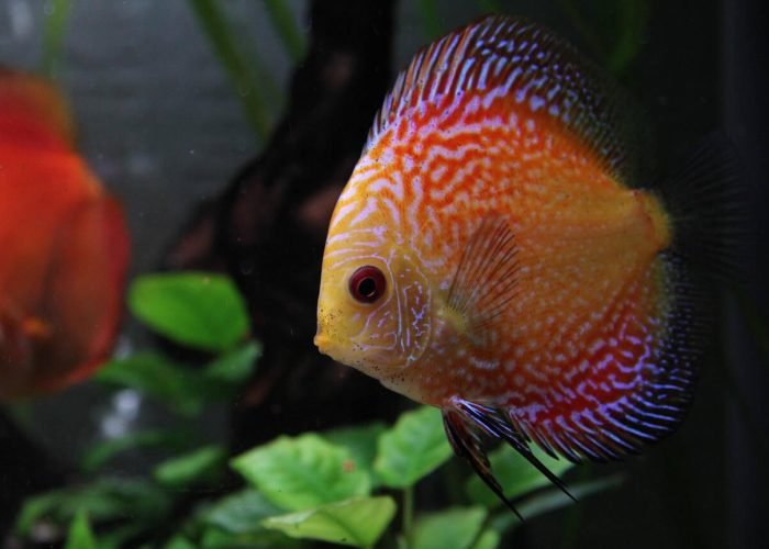Discus