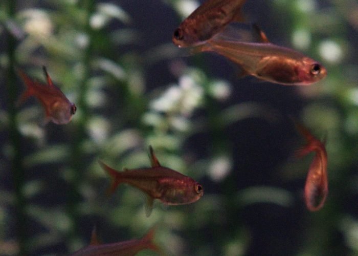 Ember Tetras