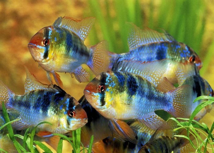 German Blue Rams and Bolivian Rams