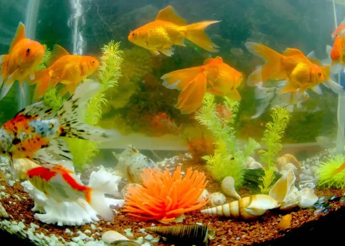 Gold fissh aquarium 1.2