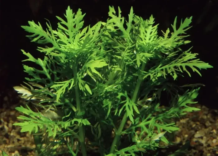 Hygrophila difformis