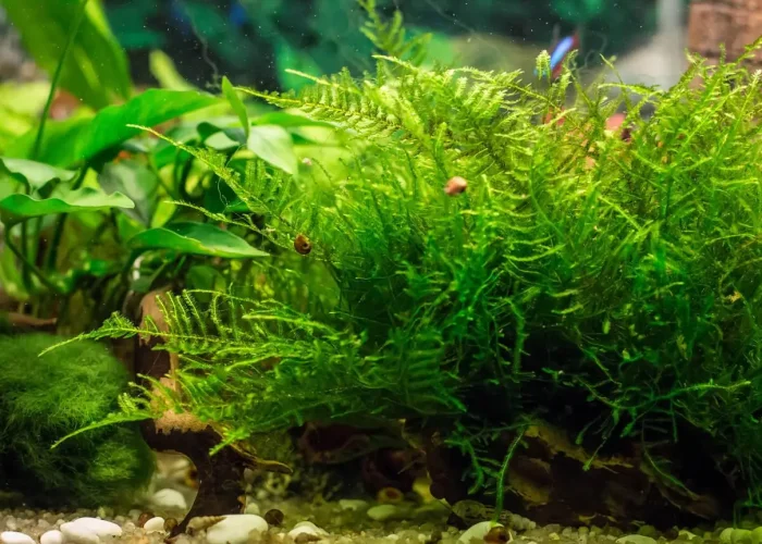 Java moss