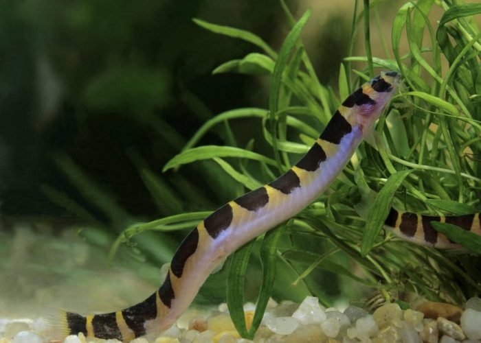 Kuhli Loaches