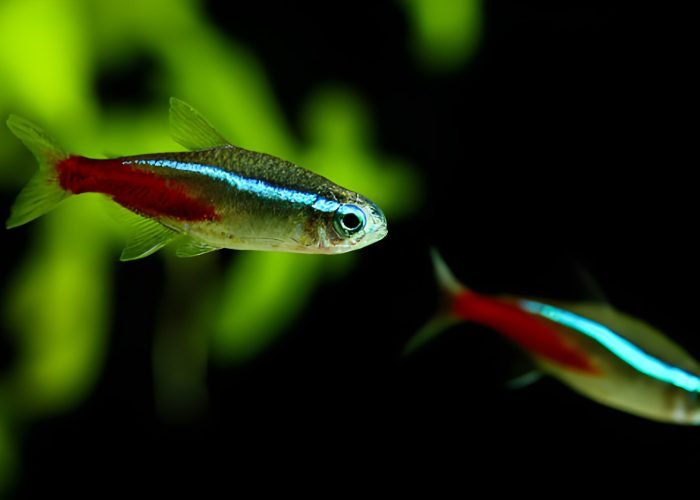 Neon Tetra