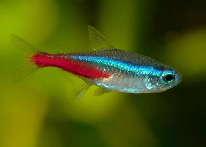 Neon tetra (2)