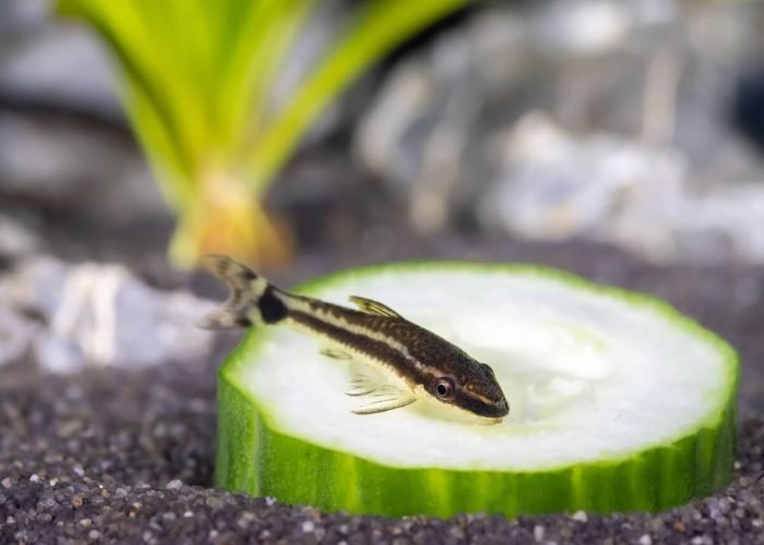 Otocinclus Catfish