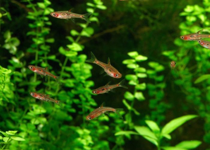 Phoenix Rasboras