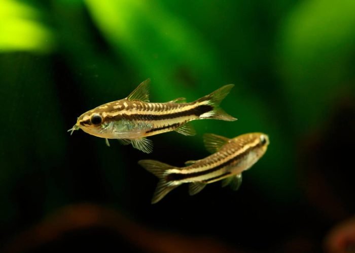 Pygmy Corydoras