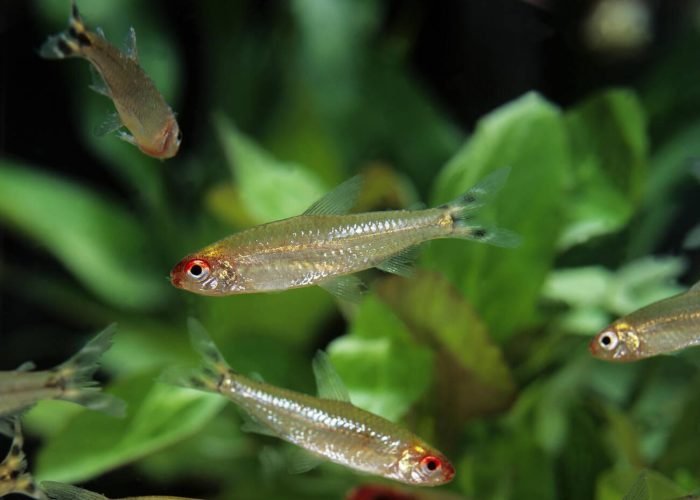Rummy nose tetra