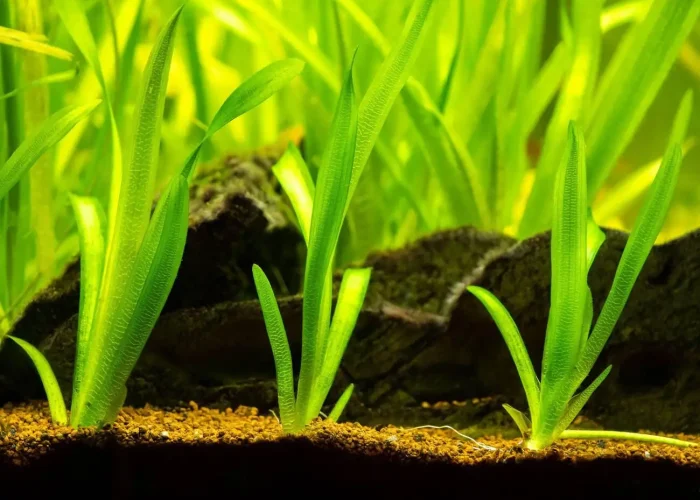 Vallisneria