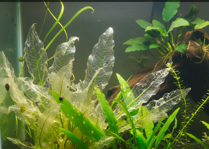 Why My Aquarium Plants Are Turning Transparent